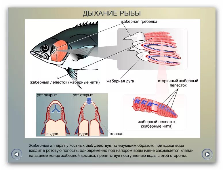 Дыхание рыб в воде. Дыхательная система рыб жабры. Дыхательная система рыб схема. Органы дыхательной системы у рыб. Процесс дыхания рыб.