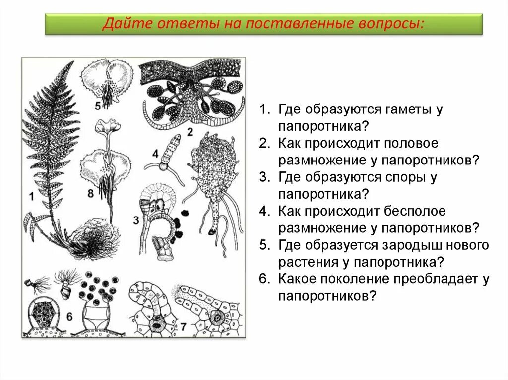 Бесполое размножение папоротников схема. Где образуются споры у папоротников. Цикл развития папоротника схема. Споры у папоротника образуются. Мужские гаметы папоротников