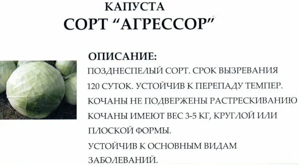 Агрессор капуста описание сорта характеристика фото