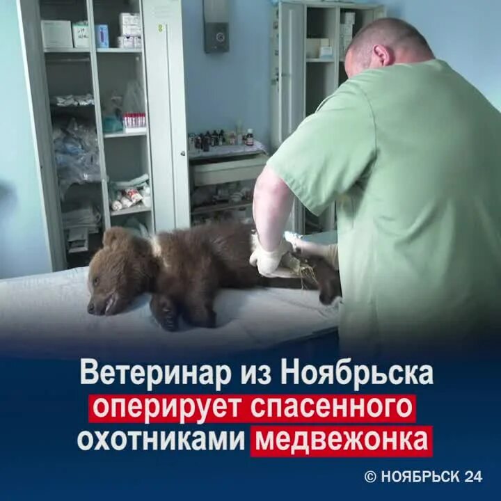 Энтузиастов 6 ноябрьск. Айболит ноябрьск. Ветеринар ноябрьск. Ветеринар ноябрьск. Энтузиастов 4а ноябрьск.