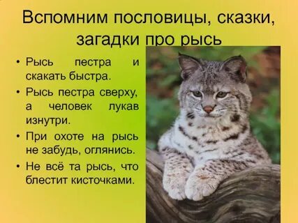 Загадка рысь