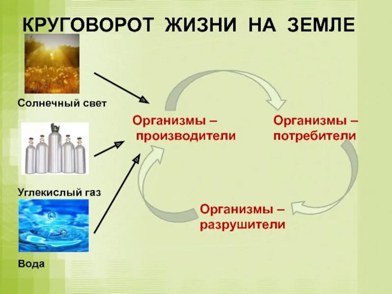 Круговорот жизни 3 класс окружающий мир презентация