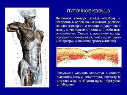 Пупочное кольцо это