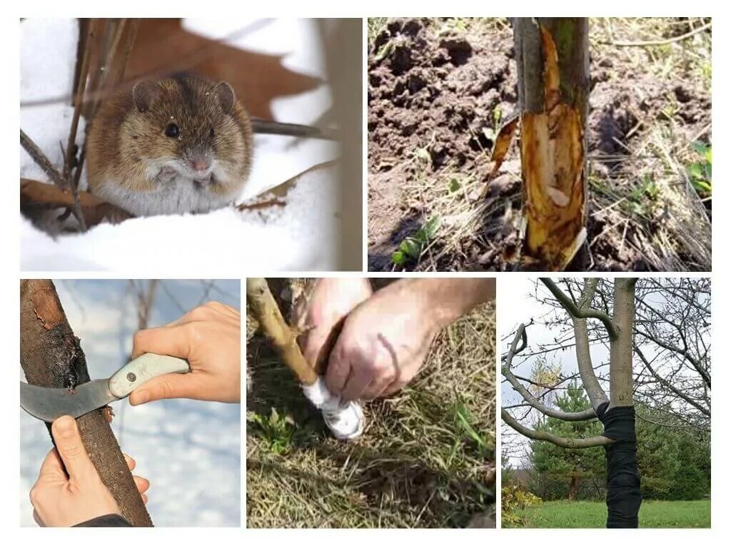 Мыши объели кору яблони. Мыши обгрызли кору яблони. Мыши погрызли яблоню. Кору яблони погрызли. Мыши обгрызли кору дерева.