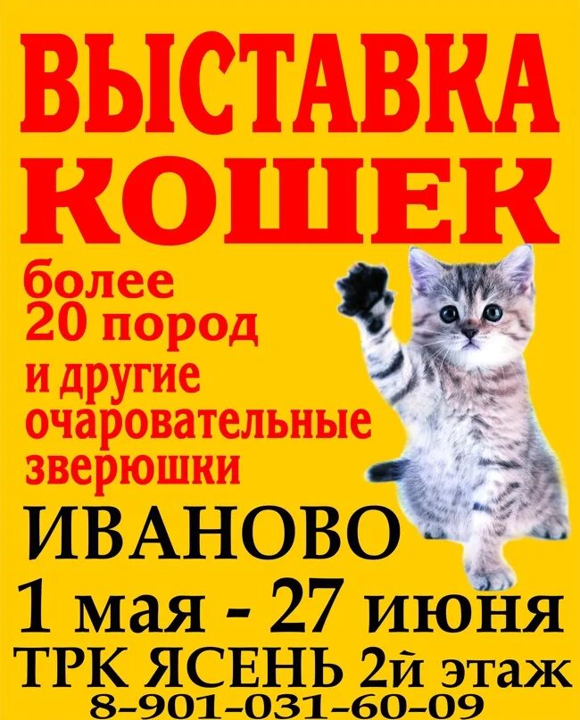 Привет иваново. Выставка кошек Омск. Выставка кошек афиша. Флаер выставка кошек.