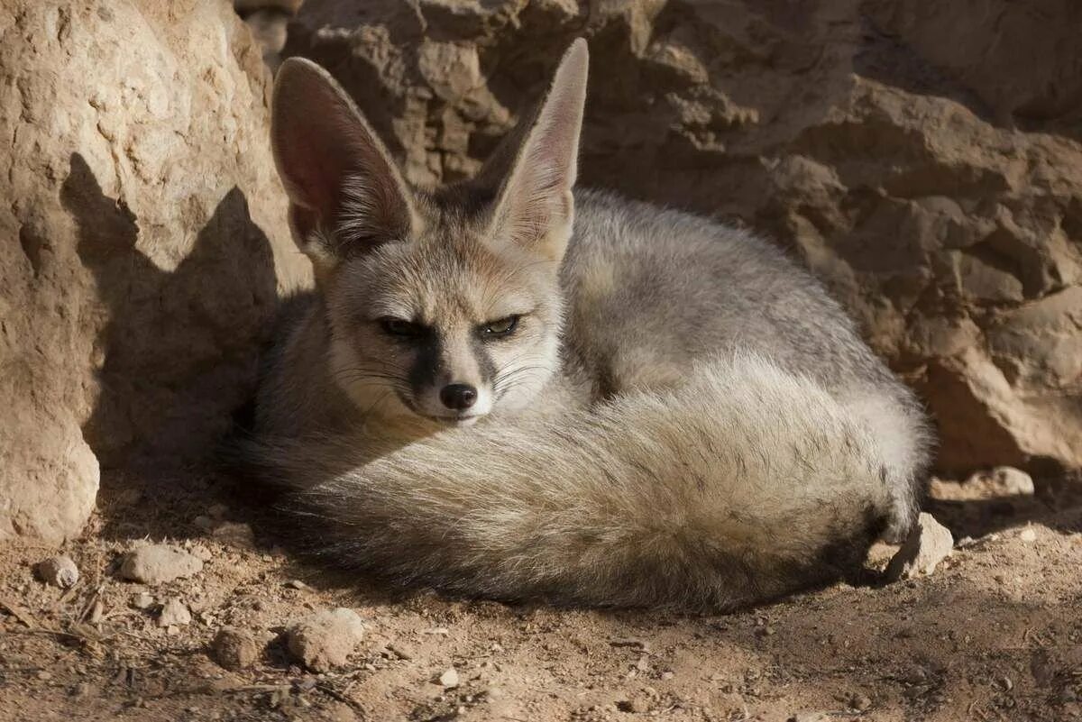 Тибетский дзерен. Животный мир древнего египта. Какие животные в египте. Какие животные в египте. Антилопа джейран.