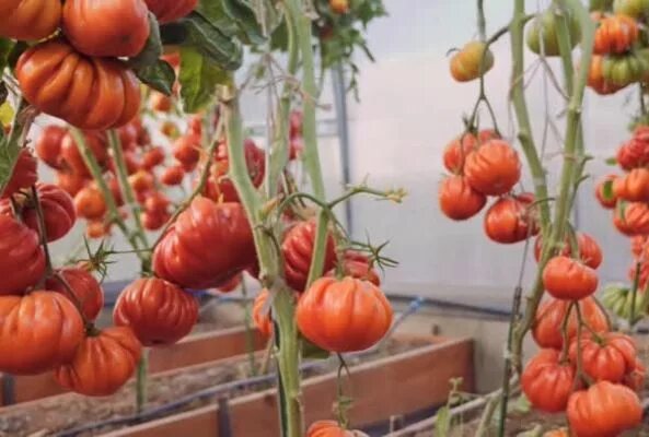 Томат Нина фирмы Партнер: отзывы, фото, урожайность, семена, посадка и уход