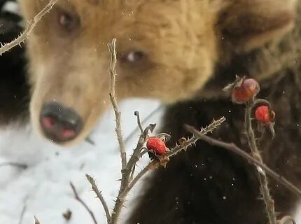 Ягода ягодка медведь медведи пчела