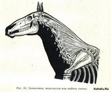 Связка лошадей
