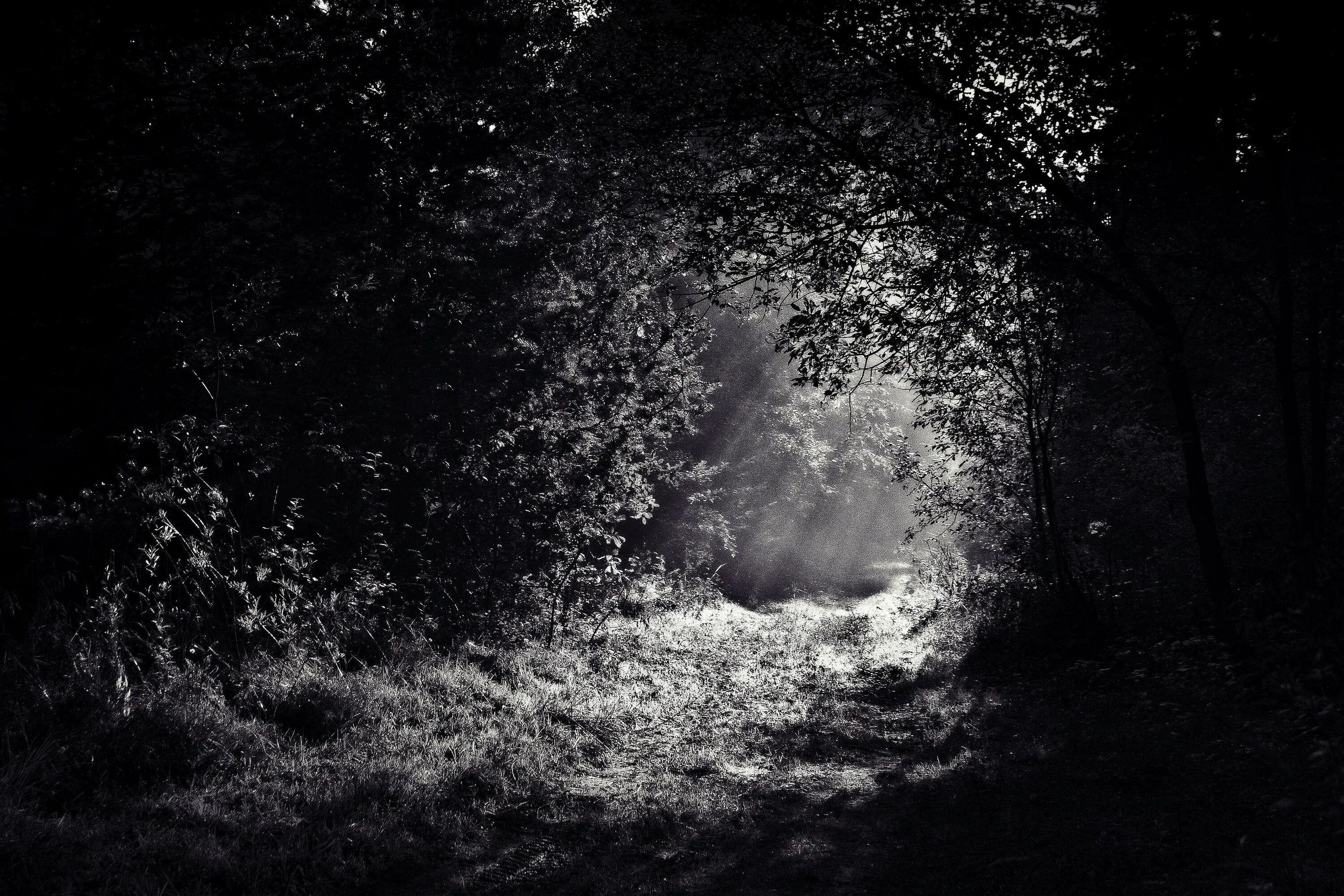 Темно жалкий. «Ночь в лесу». Мрачный фон. Ночь тьма. Мрак тьма.
