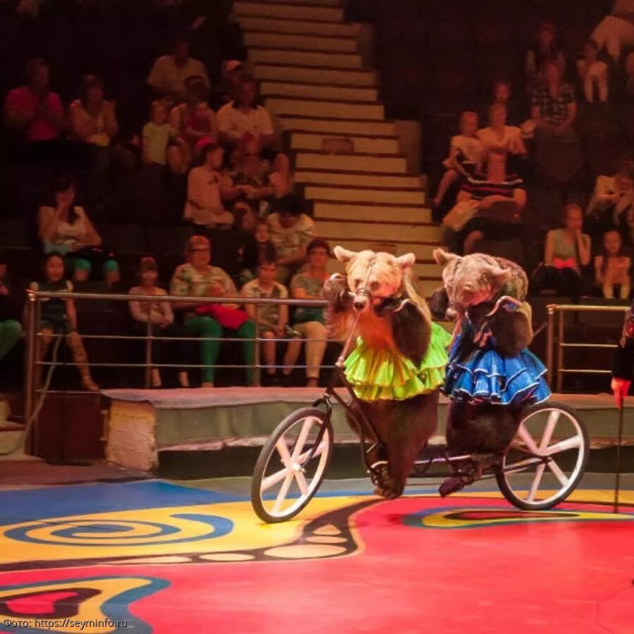 Цирк дю солей шоу в россии. Цирковое искусство. Цирковая студия фраппе вологда. Воздушные канатоходцы. Цирк дю солей клоуны.