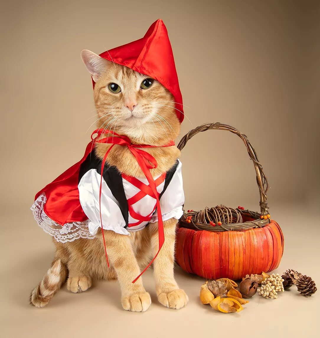 Котик в деловом костюме. Котики в одежде. Кот рыжий порода хосико. Костюм кошки для хэллоуина. Кот в костюме.