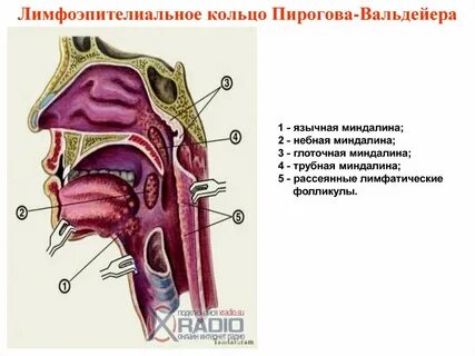 Глоточная миндалина