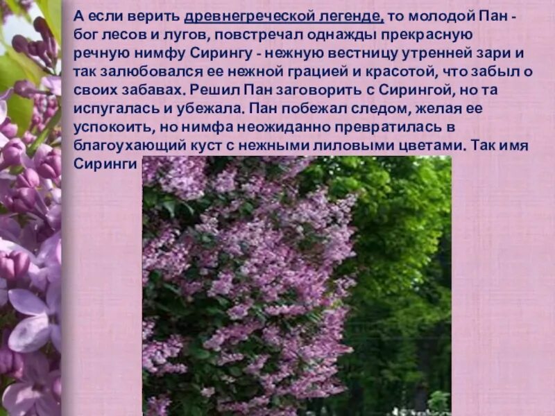 Сочинение п картине сирень 5 класс. Описание картины Кончаловского сирень. Древнегреческая Легенда о сирени. Сочинение про сирень. Сочинение сирень в корзине.