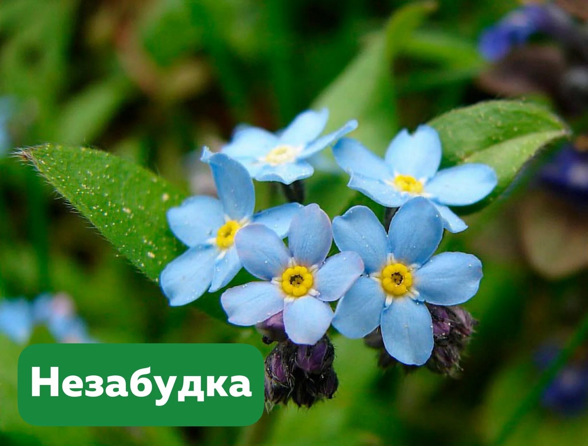 Незабудка название. Незабудка Полевая (Myosotis arvensis). Незабудка Полевая (Myosotis arvensis (l.) Hill). Незабудка Бурачниковые. Незабудка Садовая голубая.