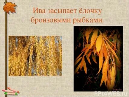 Ива осыпала елочку тонкими золотыми листочками