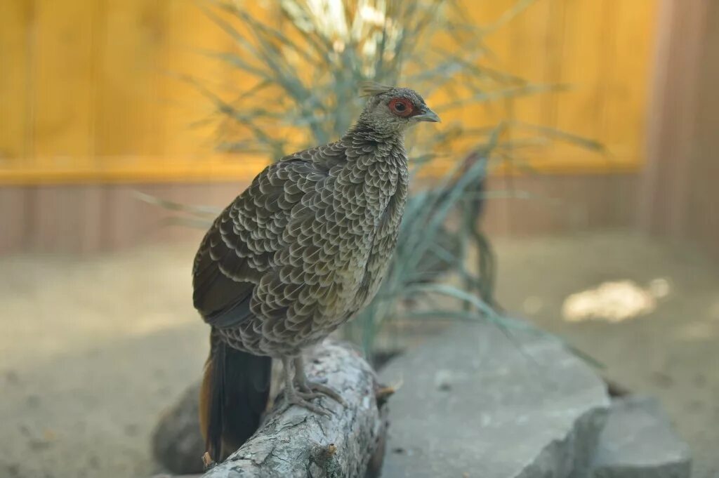 Разговор птицы с мальчиком. Фотосессия детей на пруду с утками. Мальчик кормит птиц. Краснокнижные птицы ростовского зоопарка. Птицы фото для детей.