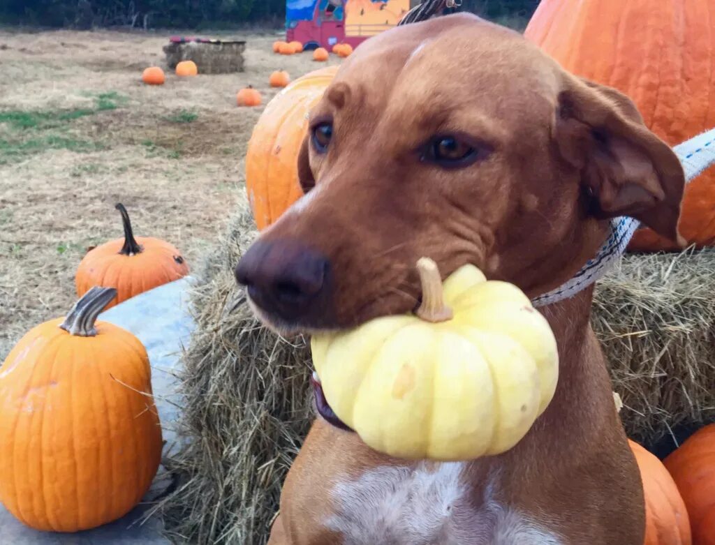 Собака осень тыква. Можно ли собакам тыкву. Щенок тыковка. Морозная тыква. Тыква для собак польза.