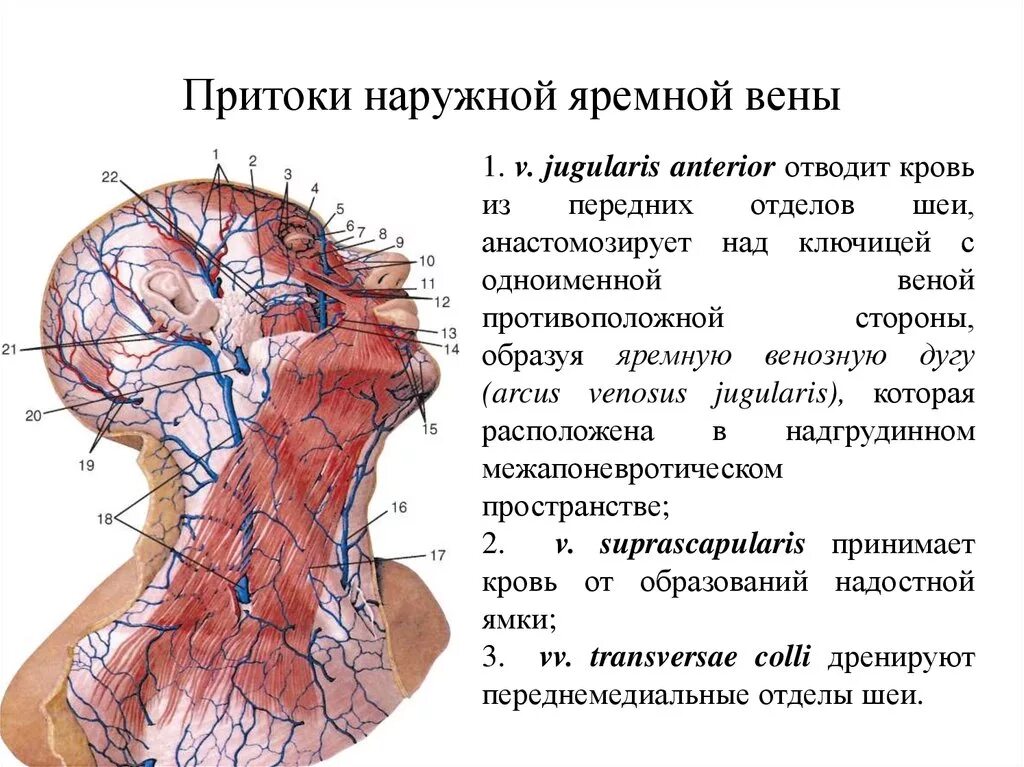 Яремная артерия где находится. Передняя яремная Вена анатомия притоки. Внутренняя яремная Вена анатомия притоки. Наружная яремная Вена топография. Яремные вены анатомия шеи.