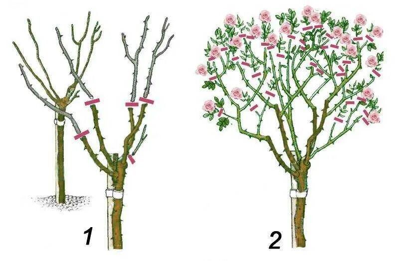 Формировка плетистой розы. Формировка куста плетистой розы. Обрезка роз флорибунда. Обрезать бутоны роз