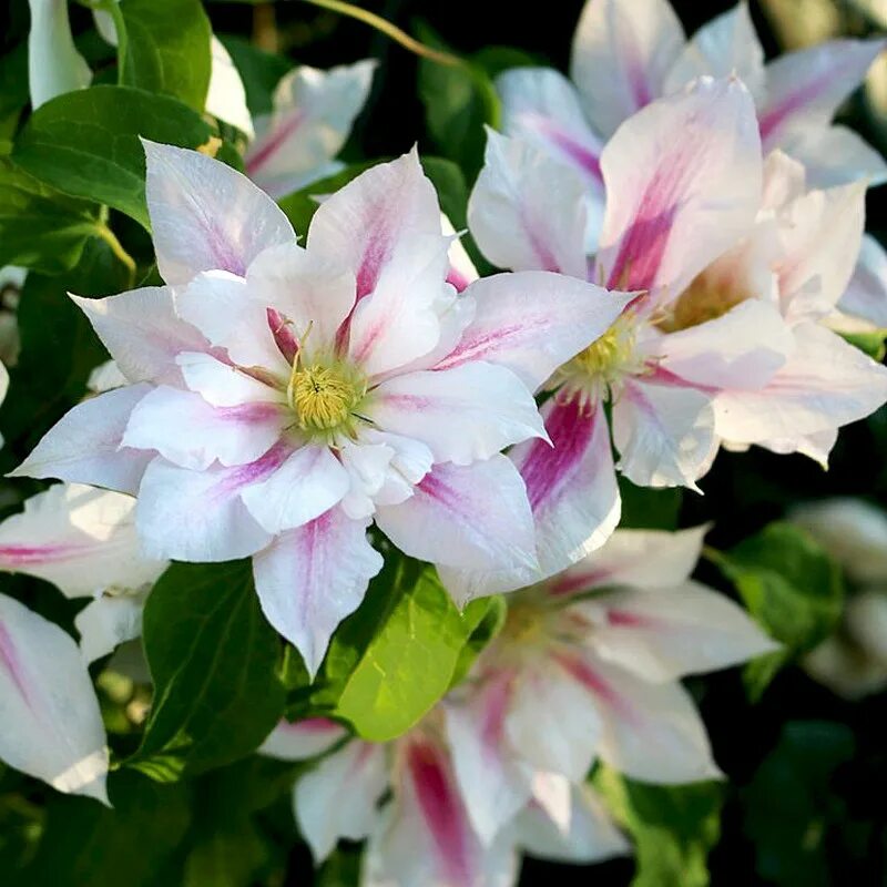 Клематис сорт андромеда. Клематис Андромеда. Клематис Clematis Andromeda. Клематис Андромеда (Andromeda).