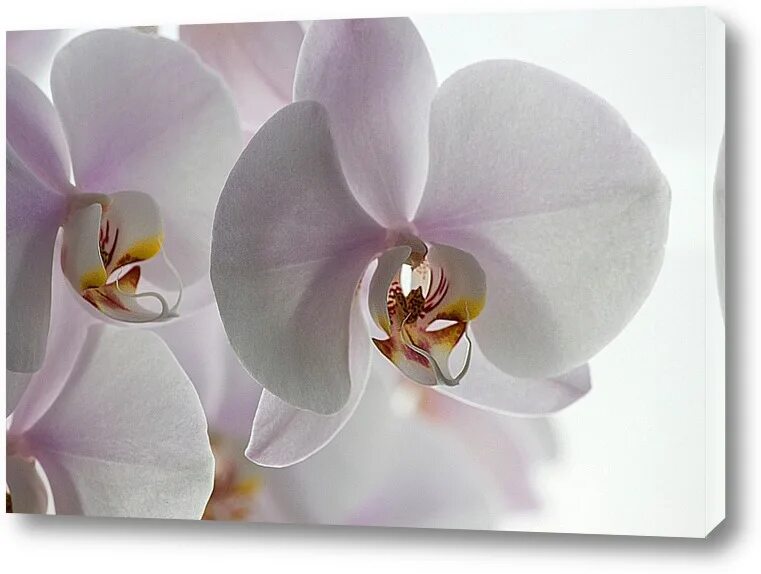 Free Images : blossom, petal, bloom, botany, flora, white flower, close up, macr