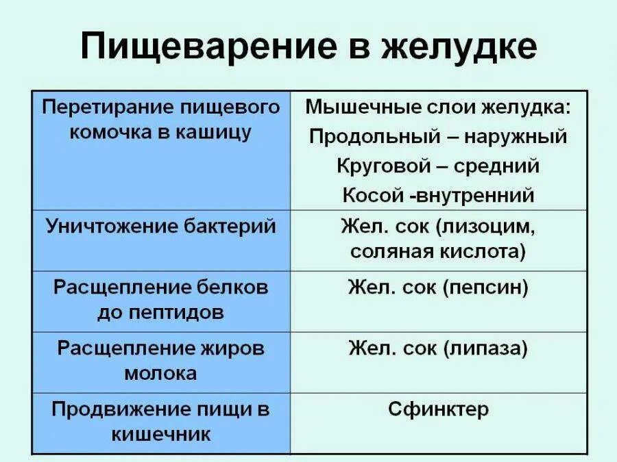 Процесс пищеварения в желудке. Пищеварение в желудке кратко. Пищеварение в желудке таблица. Этапы пищеварения в желудкк. Химическое изменение пищи