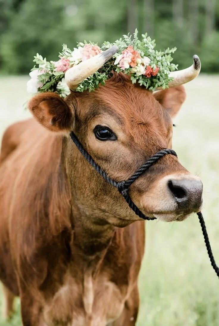 Красивая корова. Милые коровы. Милая корова. Теленок.