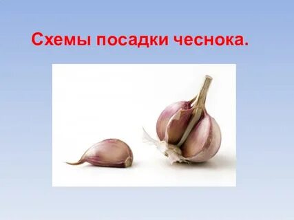 Рост чеснока