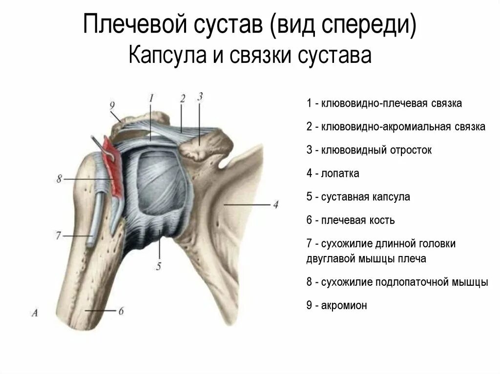 Связка головки. Строение капсулы плечевого сустава. Строение плечевого сустава вид спереди. Связочный аппарат плечевого сустава. Плечевой сустав связки спереди.