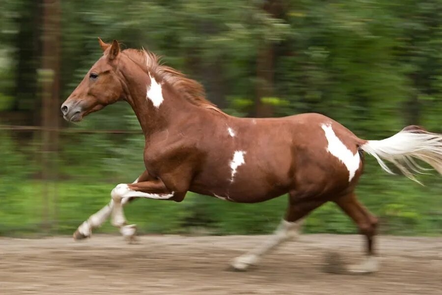 данные лошадей