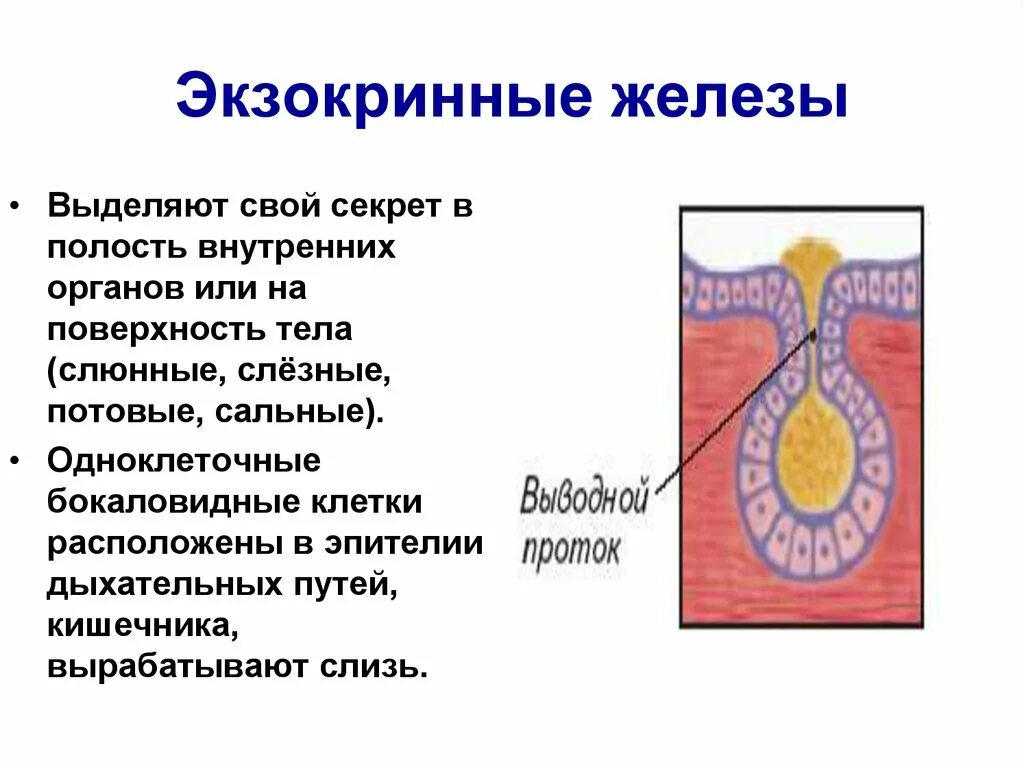 Одноклеточные экзокринные железы. Железистый экзо эпителий. Экзокринные железы выделяют свой секрет. Экзокринные железы строение. Какие железы вырабатывают слизь