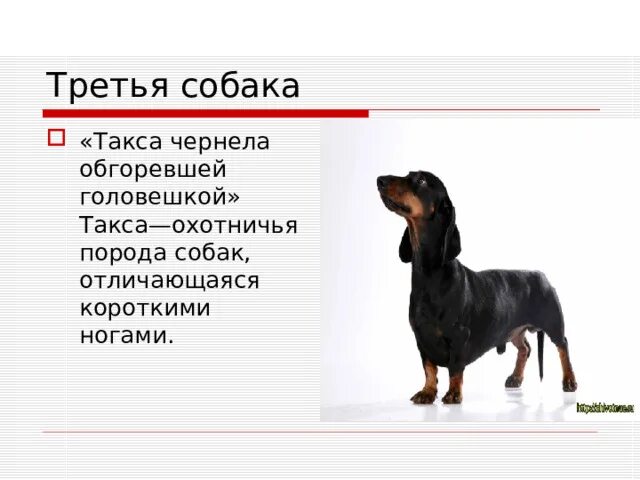 Не связывайся со щенком читать 7. Не связывайся со щенком читать 7