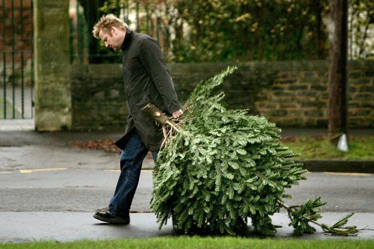 Take this down. Taking down the Christmas Tree. Тоскливый длинный праздник. Did you take down the Christmas Tree?. To Spruce up Cleaning.