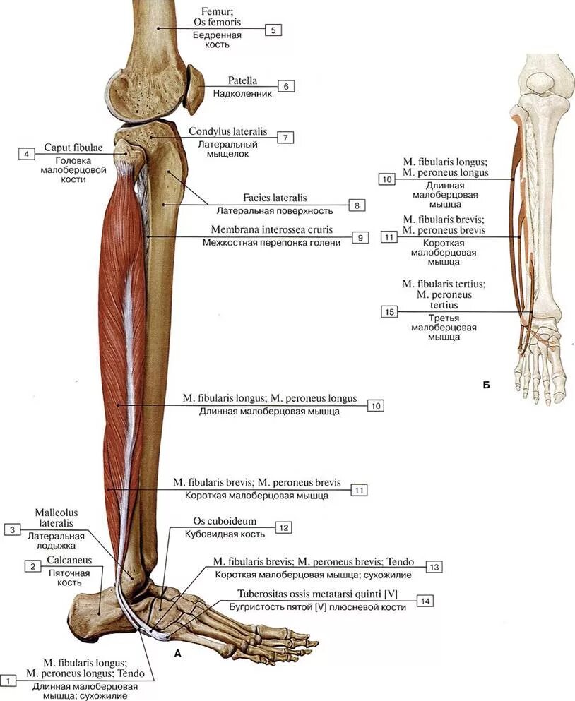 Строение ноги до колена. Строение костей голени и стопы анатомия. Малоберцовая кость анатомия человека мыщца. Длинная малоберцовая мышца анатомия. Строение голени ноги человека кости.