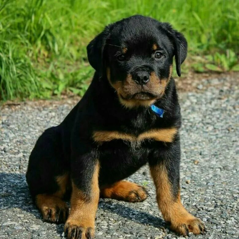 беспородные щенки. почем щенки. почем щенки. шпиц белые большие много. ротвейлер щенок милый.