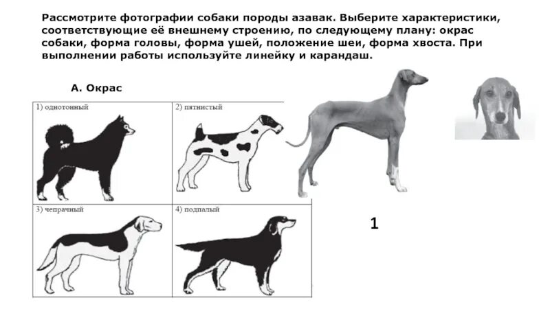 Рассмотрите фотографию коричневой кошки