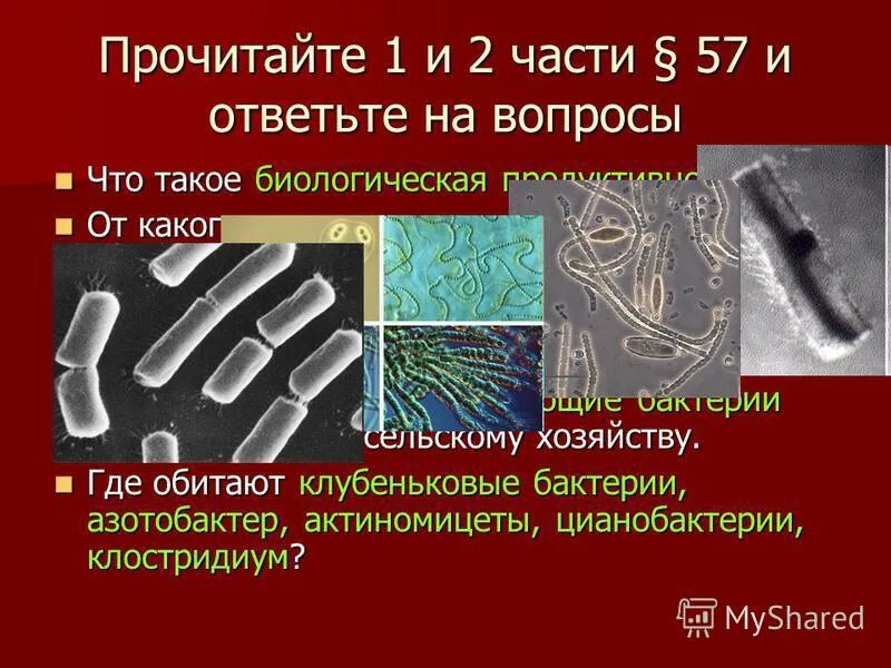 бациллы значение