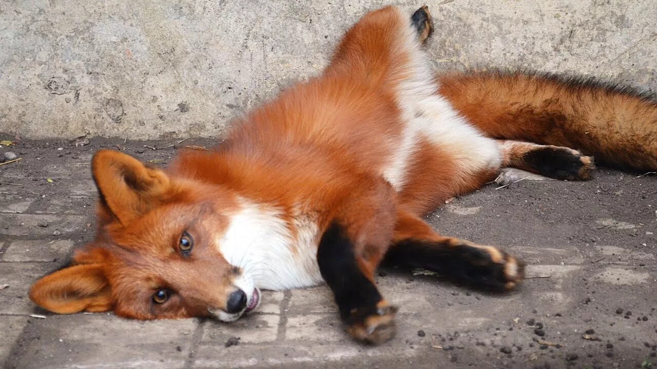 Ли сяо лиса алиса. Лисса разоблачение. Ли сяо alice the fox лиса алиса. Лисы в сметане. Лиса стартком.