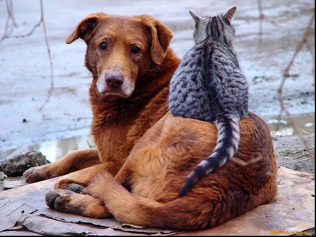 Понимание животных