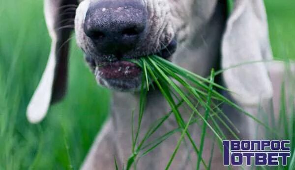 Собака ест траву. Собака кушает траву. Собак Вегетарианская. Трава которую едят собаки. Зачем собаки едят траву