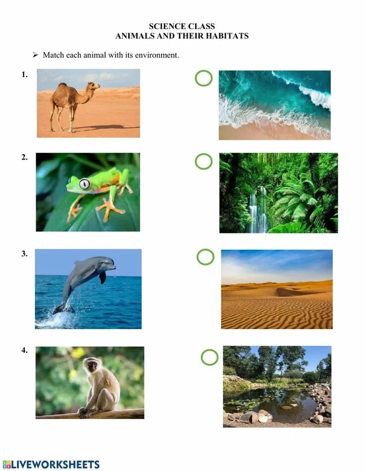 We should animals habitats. Animals and their Habitats. Animal Habitats. Animals and their Habitats Worksheets. Animal Habitats Worksheets.