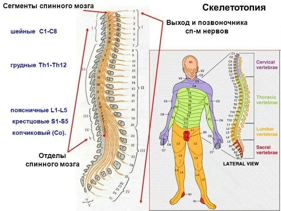 Участки спинного мозга