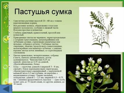 Пастушья сумка трава применение