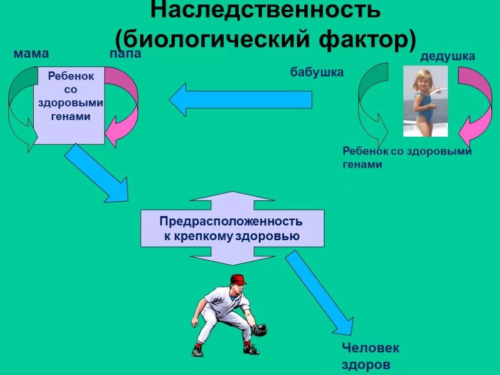 Факторы здоровья человека биология