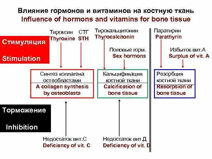 Влияние гормонов на развитие. Влияние гормонов на костную ткань. Влияние гормонов на костную ткань таблица. Влияние гормонов на костную и хрящевую ткань. Механизм действия СТГ на костную ткань.