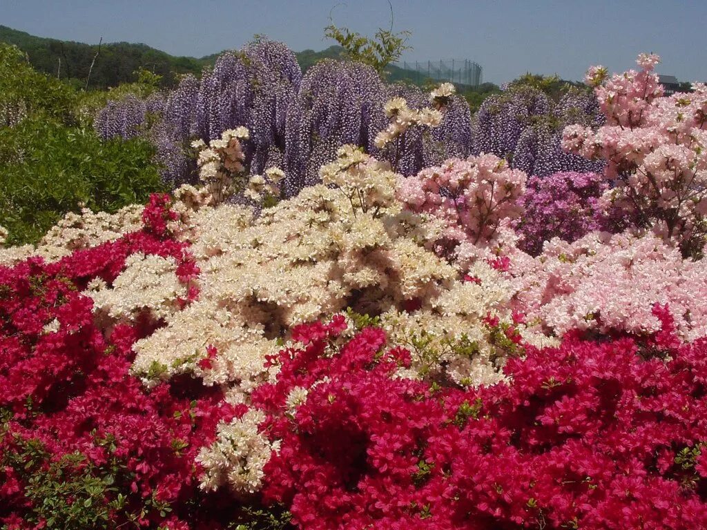 Фото красивых цветов для сада и названия. Парк Асикага Япония. Парк цветов Асикага. Глициния Асикага. Цветочный парк Асикага в Японии.