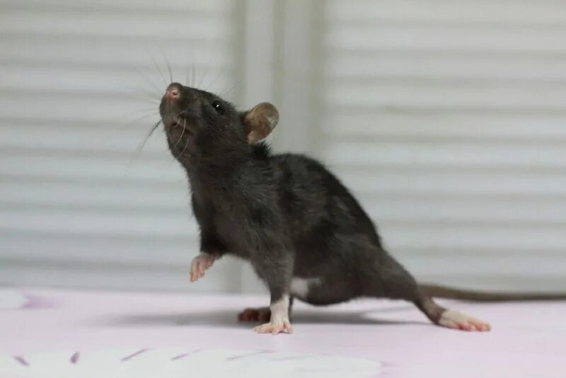 крысиный отряд. крыса дамбо черная. фонды помощи крысам. помощь крысам. помощь крысам.