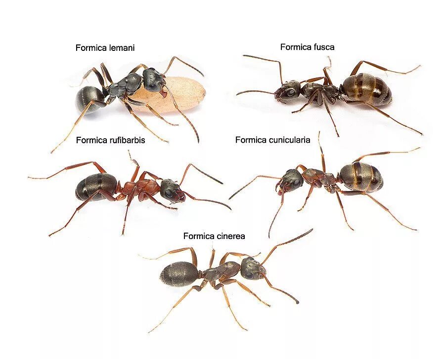 Читать серые муравьи. Формика фуска матка. Матки муравьев Formica. Матки муравьев Формика Руфа. Serviformica Fusca- муравьи.