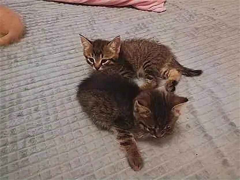 Авито березники кошки. Черный котенок в подъезде маленький. Авито березники кошки. Авито березники кошки. Авито березники кошки.